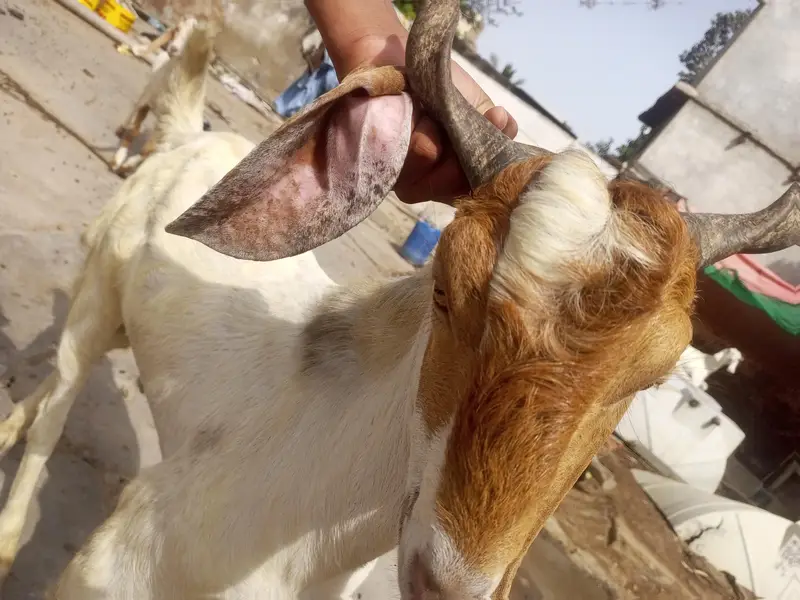 bakra, 2 dant,specially for breeding. healthy and active. — photo 4