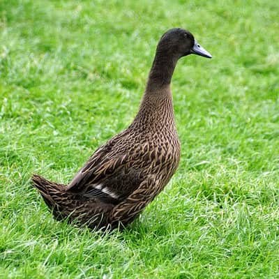 khaki duck female for sale young