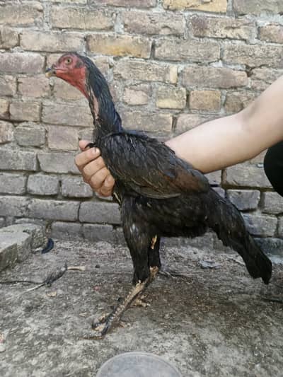 Orignal Shamo for sale age 5 months