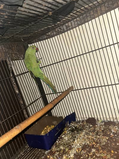 Green Parrot for sale