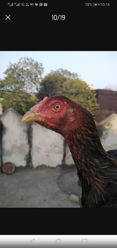 Aseel murghi, Desi murgha aur pinjra