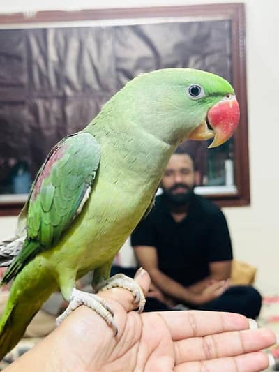 RAW PARROT FULL JAMBO SIZE fully hand tame 03203469138