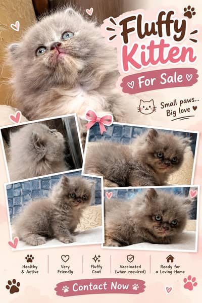 fluffy kitten for sale