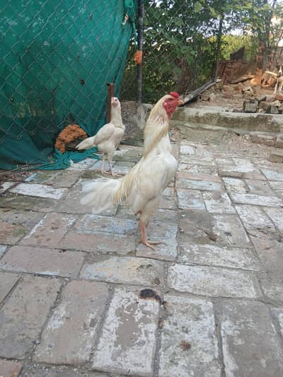 Asseel heera pair