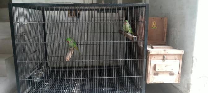 Talking Parrot