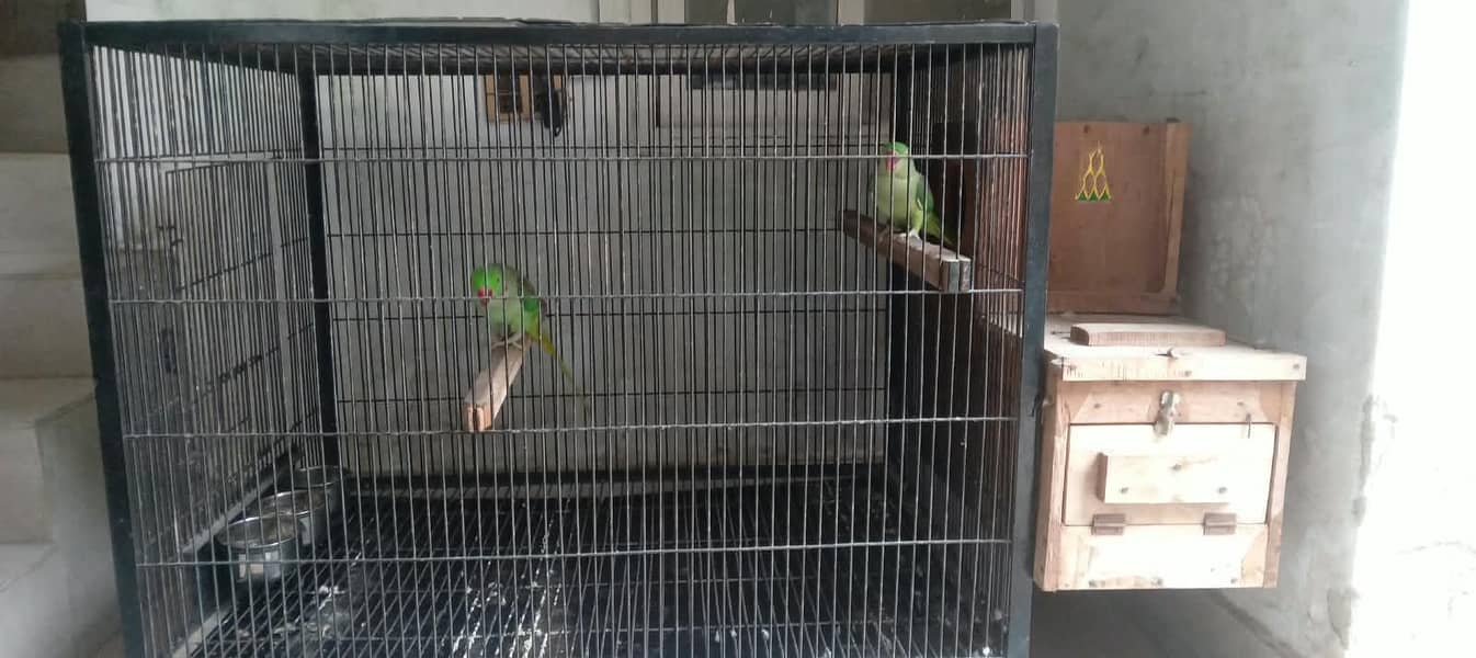 Talking Parrot 0