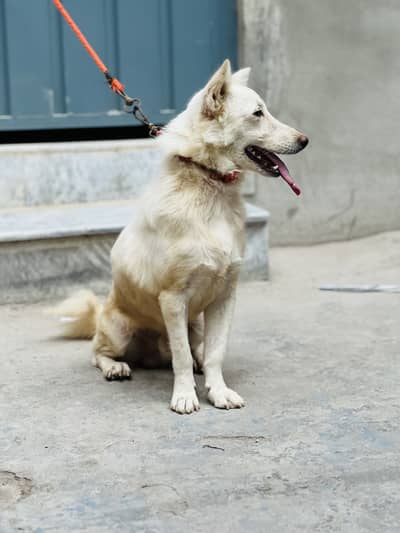 Russain Breader Male Urgent for sale