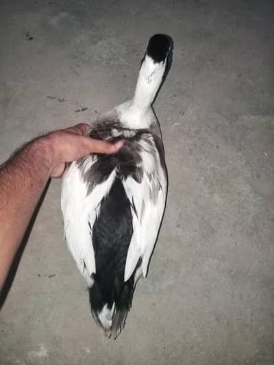 urgent sale male duck