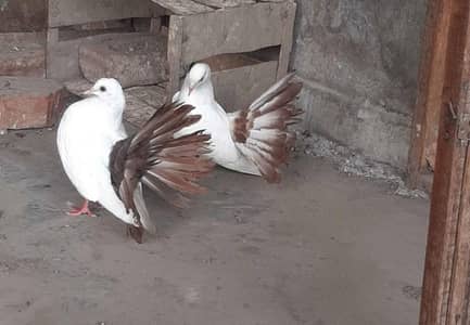 urgent sale redtail lakha pair 10 laki