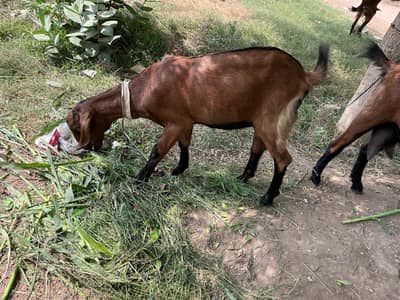 goat for sale
