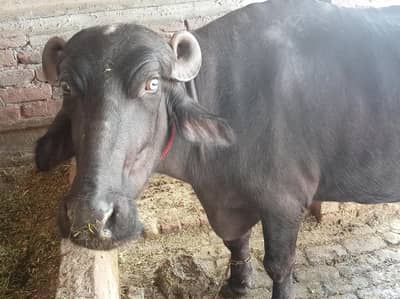 taza soi phelen jhoti for sale