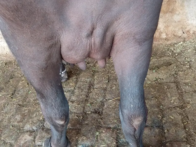 taza soi phelen jhoti for sale — photo 2