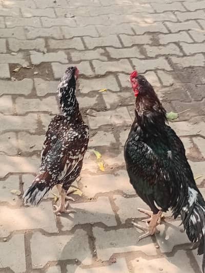 aseel pair for sale