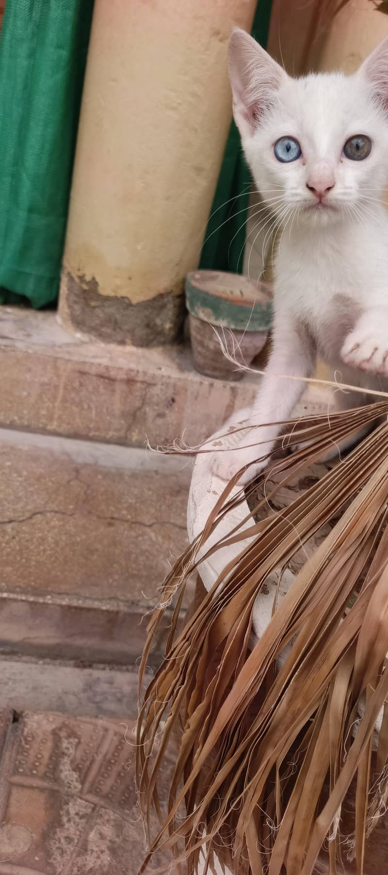 kittens 1