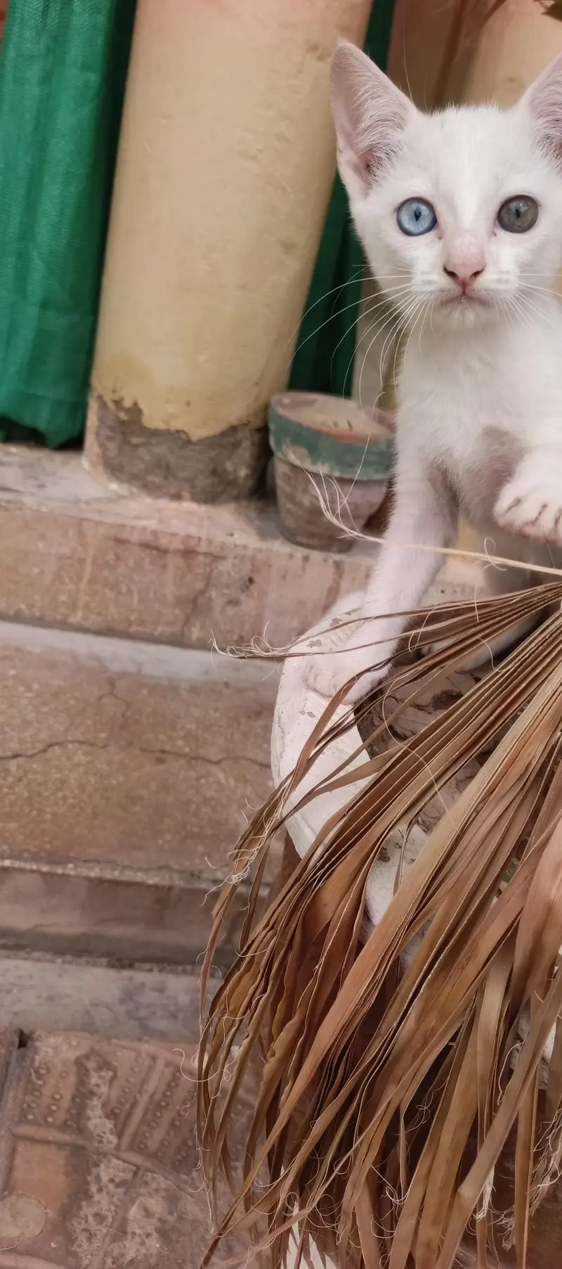 kittens — photo 2