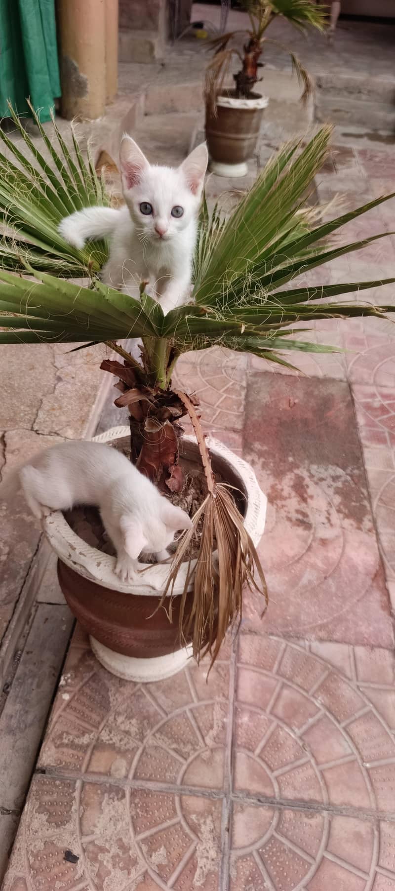 kittens 2