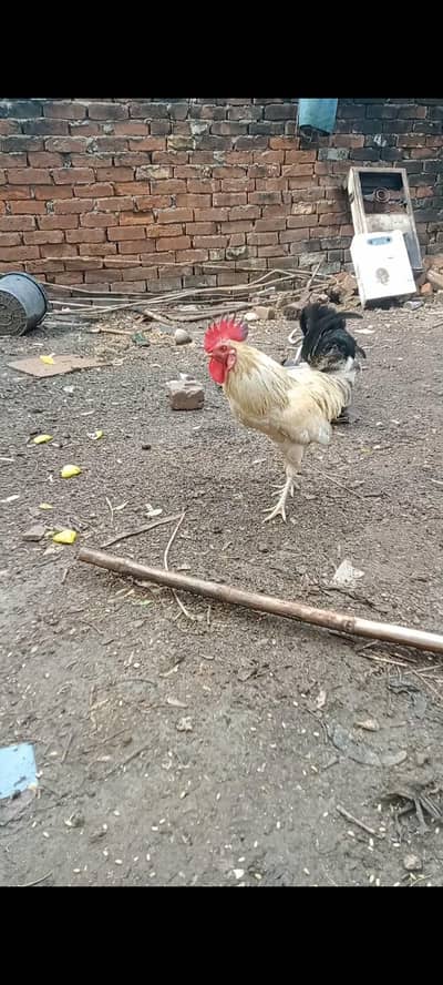 Roaster For sale