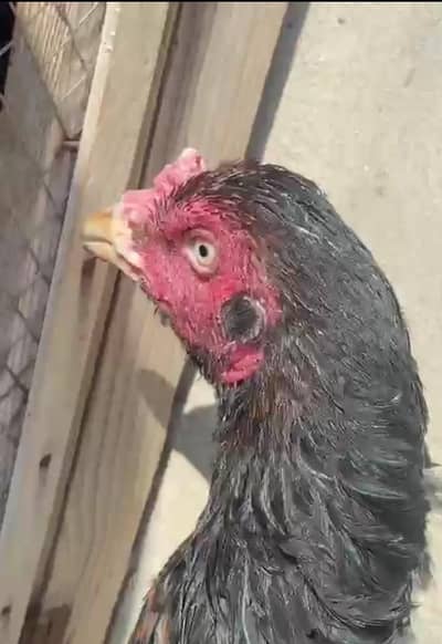 Aseel hens