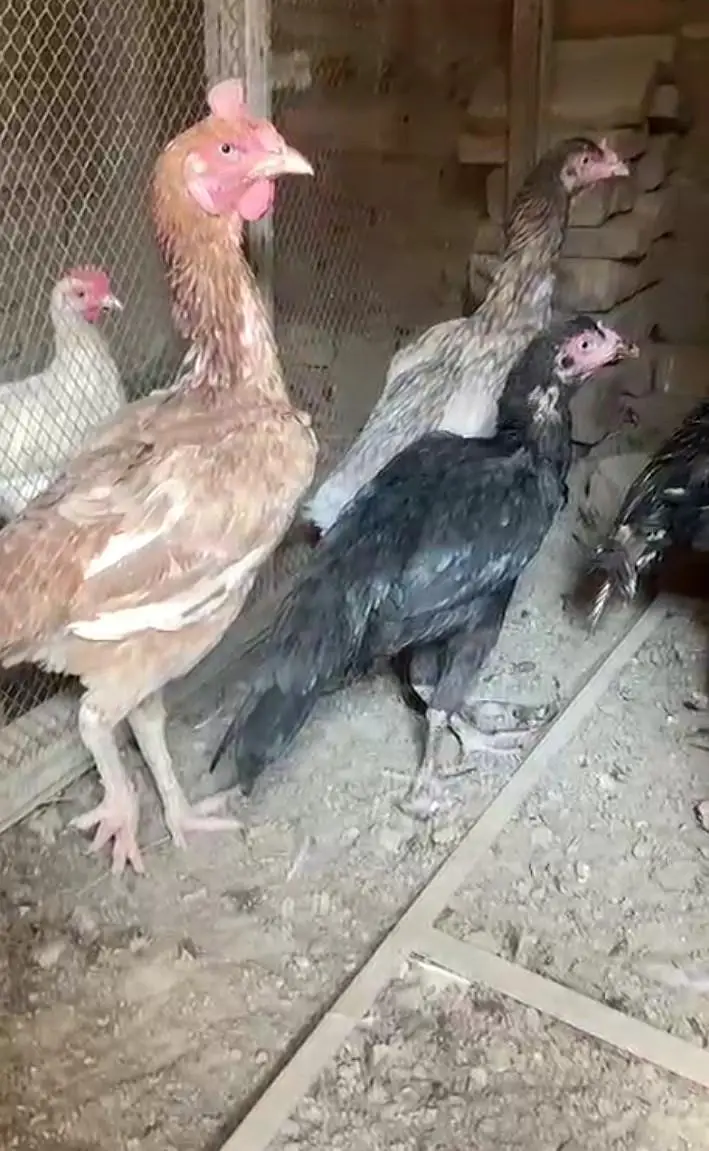 Aseel hens — photo 2