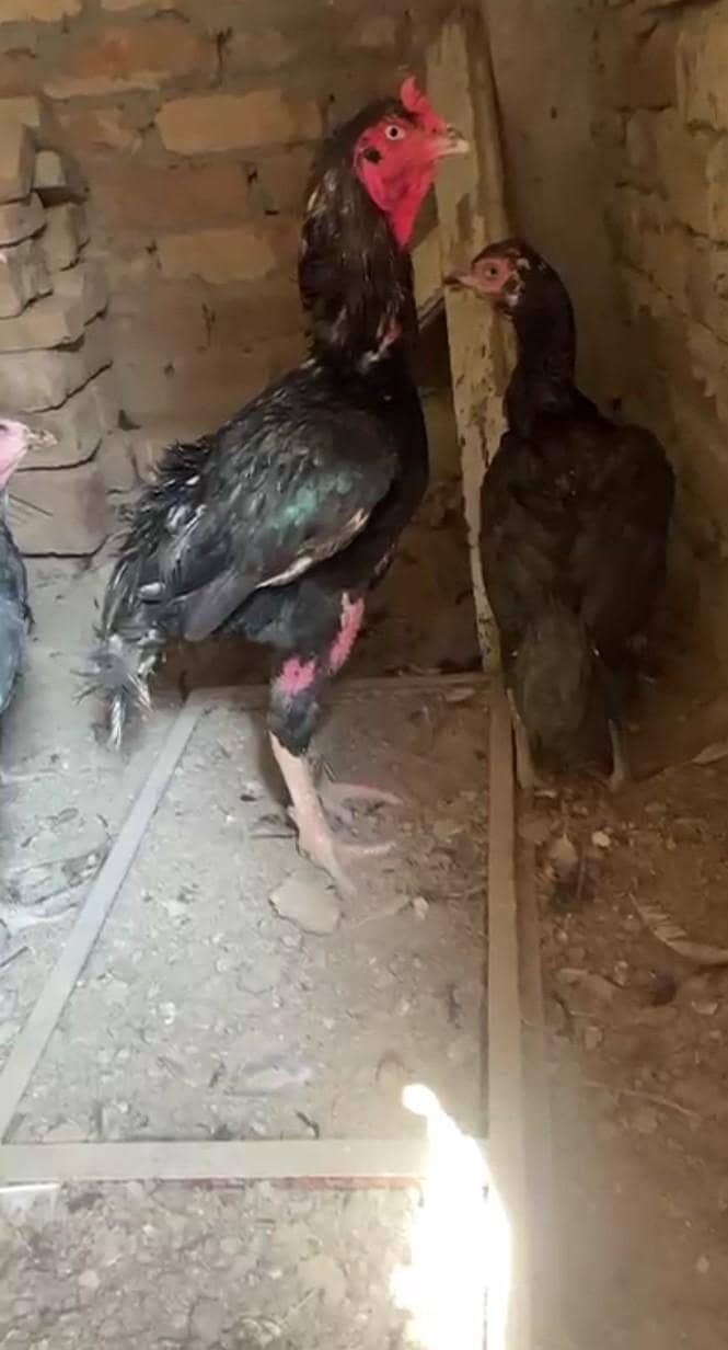 Aseel hens 2