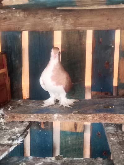 Lahori sherazi Jermen blood line Breeder female for sale