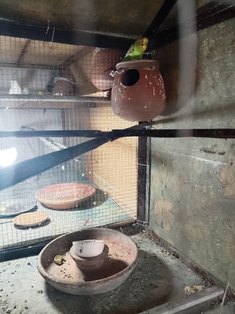 bujri perrot 3