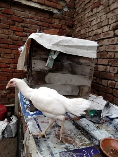 6 piece heera aseel for sale 03472290779 whatsapp only