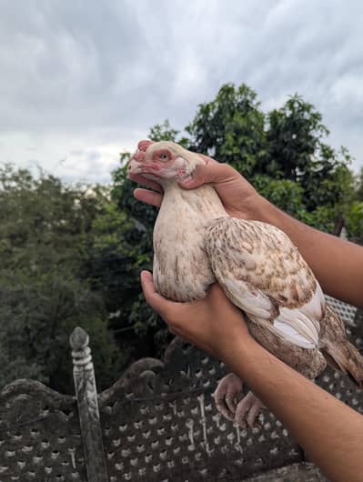 pure Aseel female Chini white Mianwali Aseel female