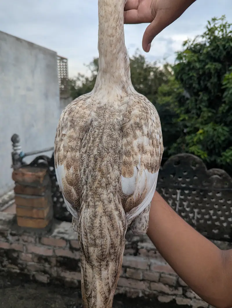pure Aseel female Chini white Mianwali Aseel female — photo 4