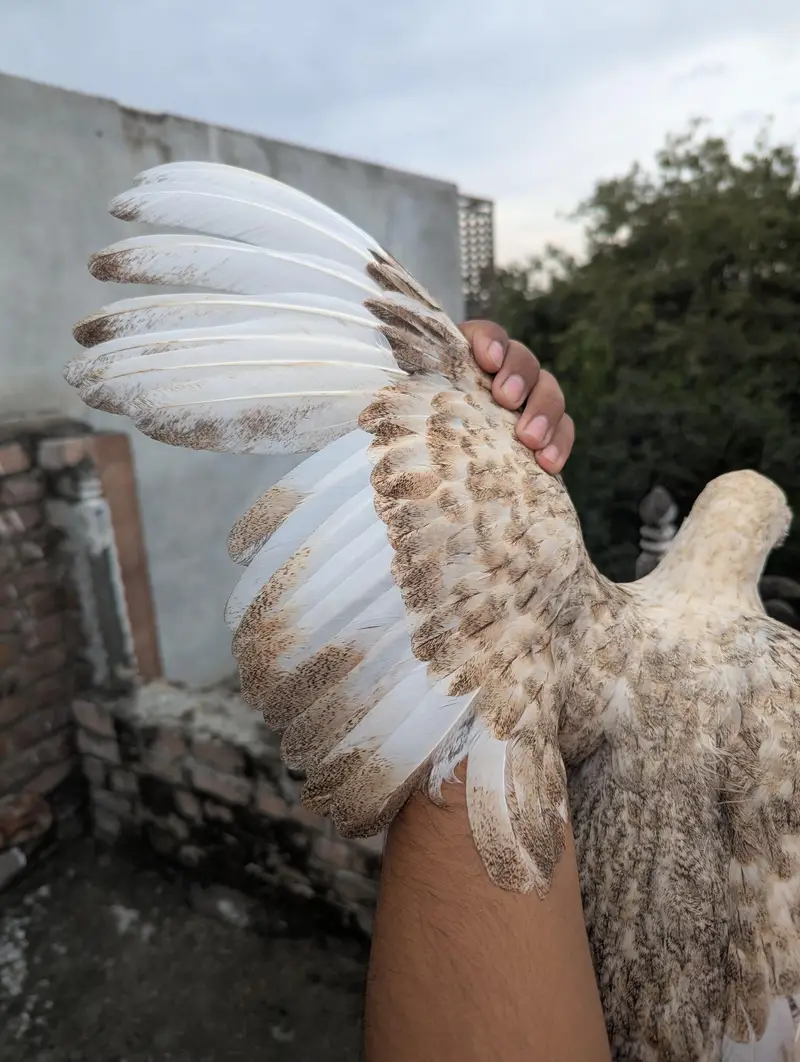 pure Aseel female Chini white Mianwali Aseel female — photo 5