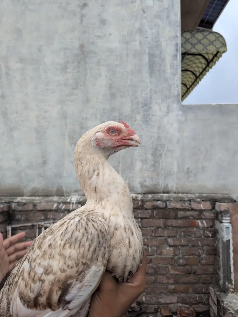 pure Aseel female Chini white Mianwali Aseel female — photo 7