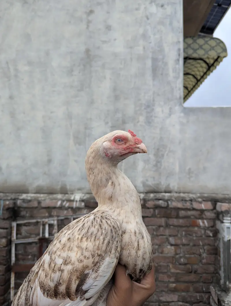 pure Aseel female Chini white Mianwali Aseel female — photo 8