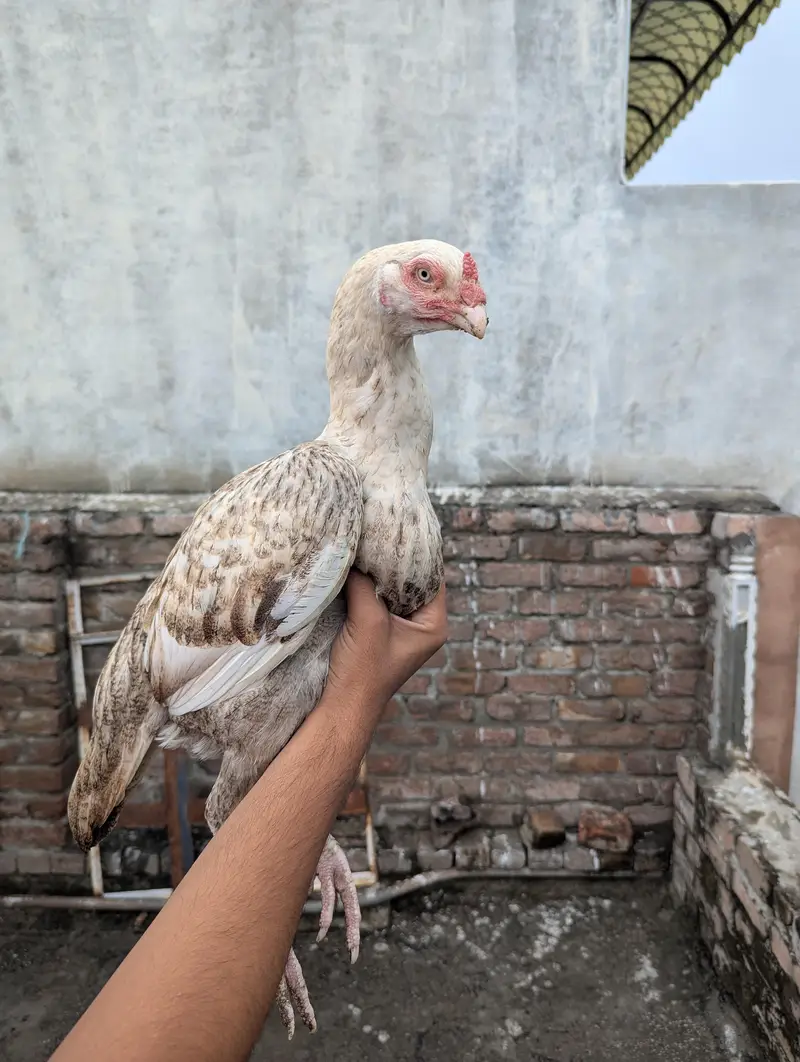 pure Aseel female Chini white Mianwali Aseel female — photo 9
