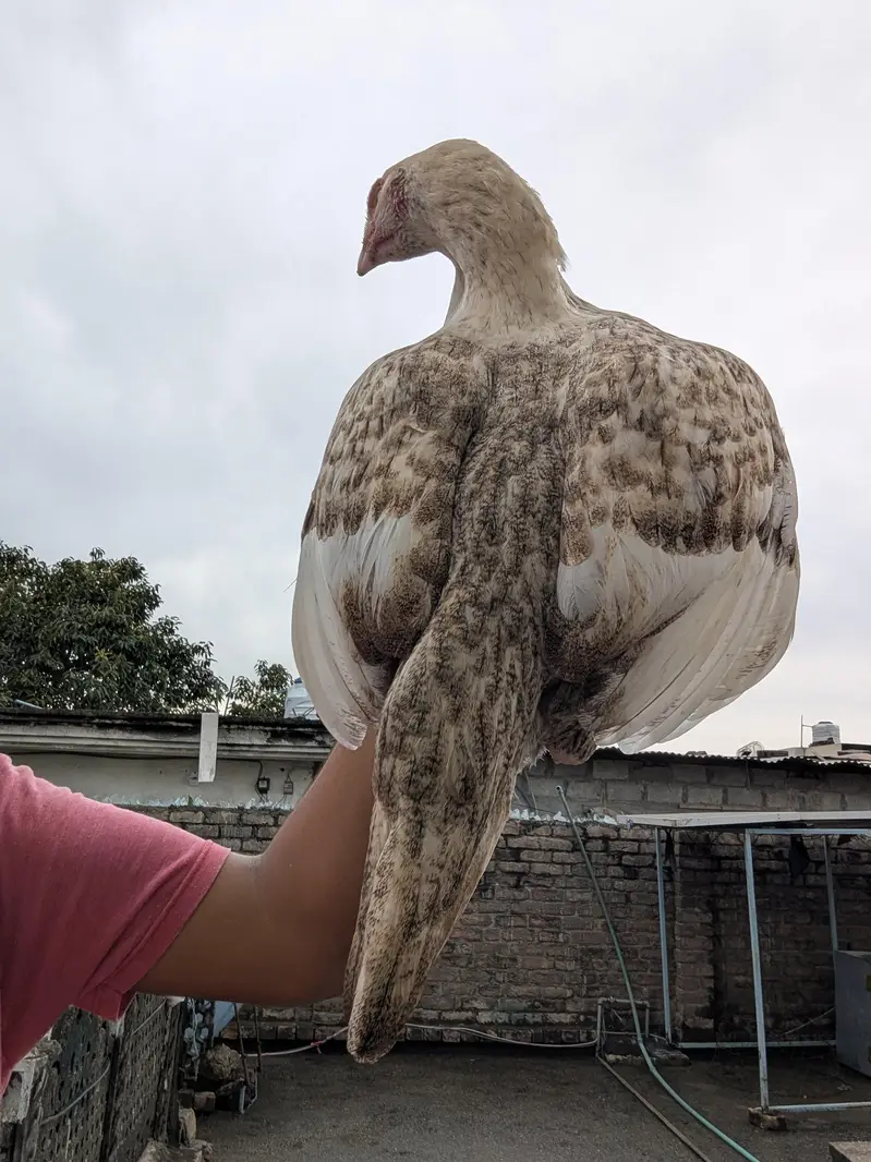 pure Aseel female Chini white Mianwali Aseel female — photo 10
