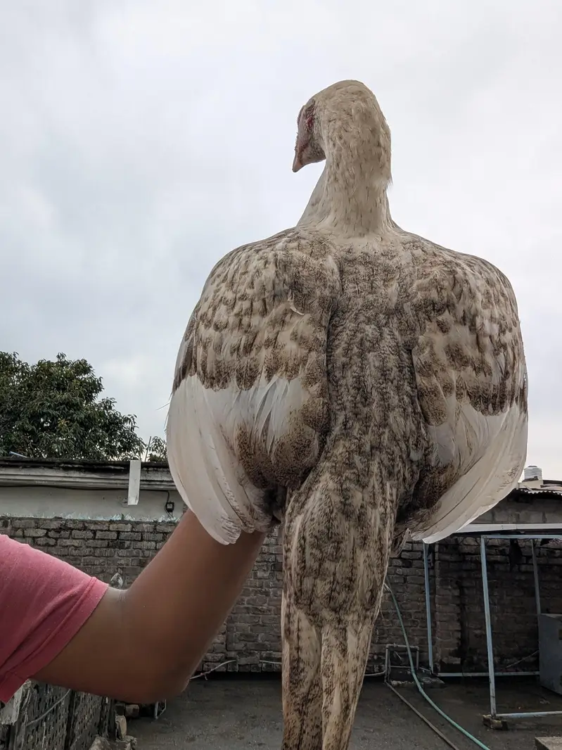 pure Aseel female Chini white Mianwali Aseel female — photo 11