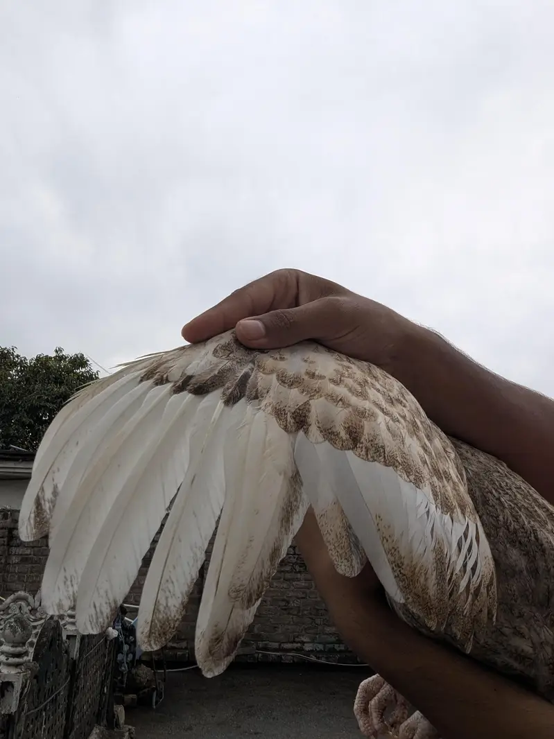 pure Aseel female Chini white Mianwali Aseel female — photo 12