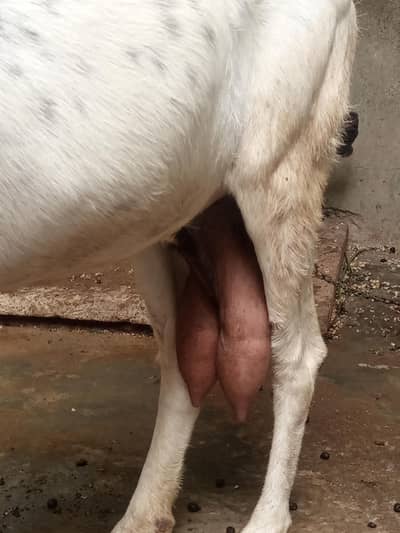 Doodh wali bakri