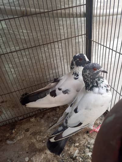 Kabooter Pair for Sale