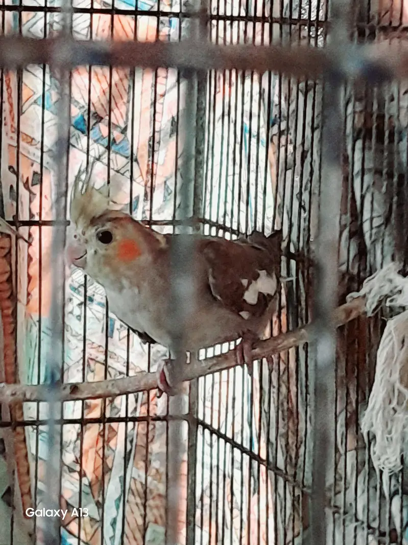 cocktail for sale pathy hen — photo 4