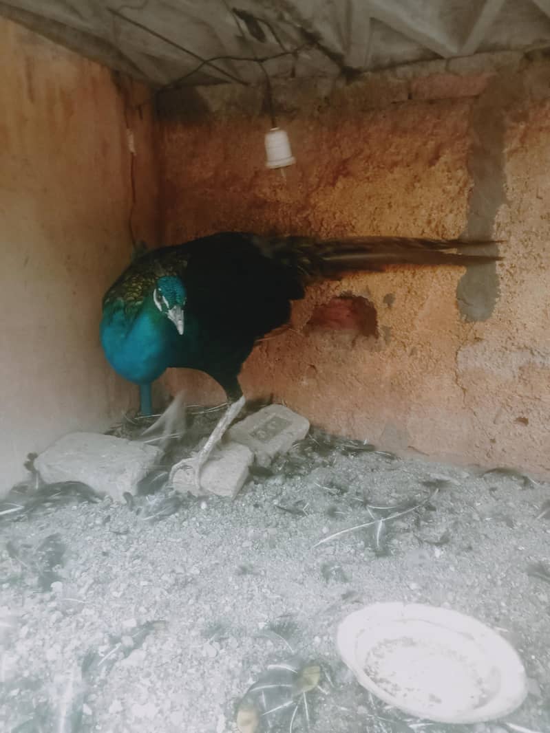 Pakistani 1