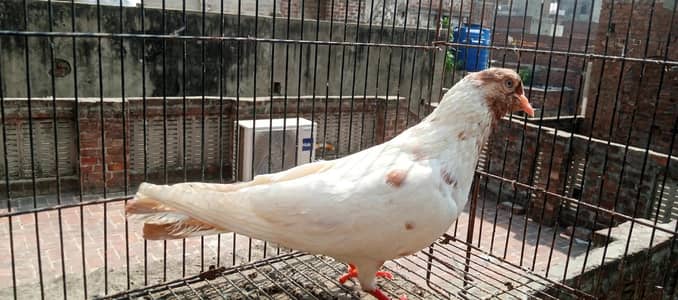all birds