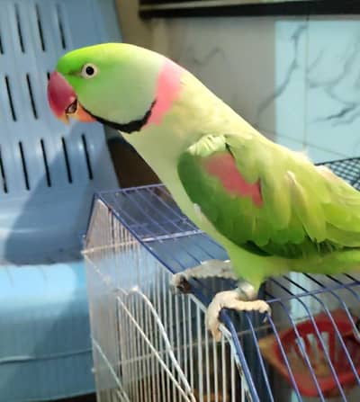 Raw Paharhi male for Sale.