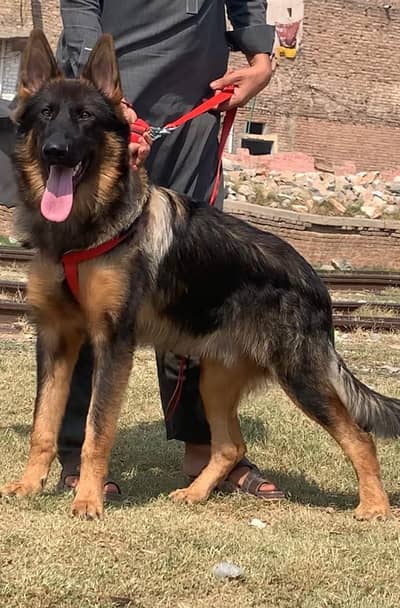 Biljum shepherd security dog dangerous male 10 . month age available