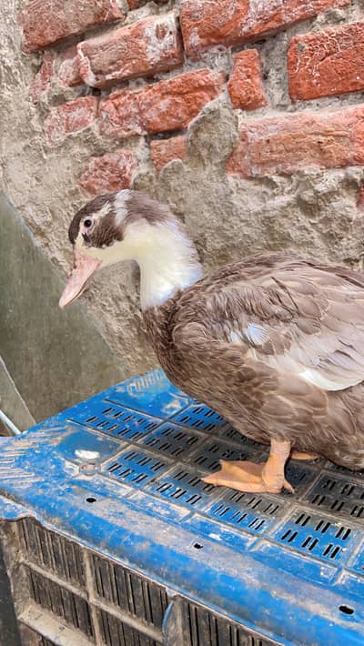Urgent sale, female duck