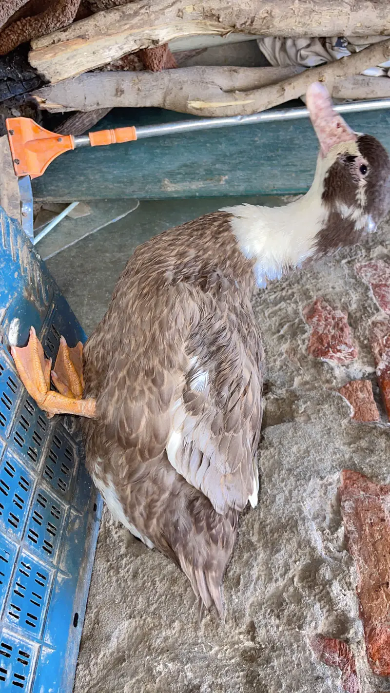 Urgent sale, female duck — photo 2