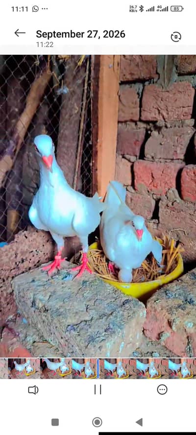 white dynish breeder pair