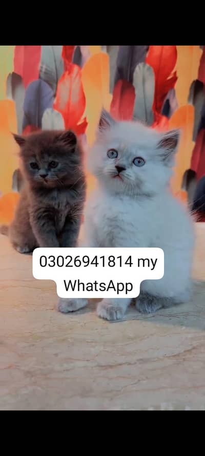 Persian cat for sale male or female vaccine clear
