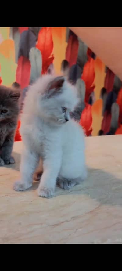 Persian cat for sale male or female vaccine clear