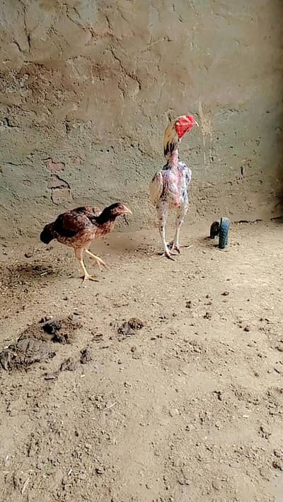 Pakistani sandhi aseel