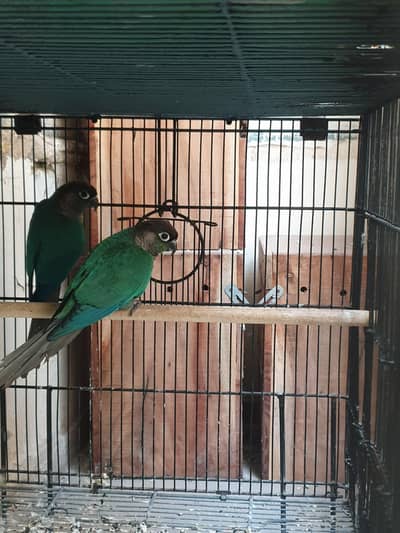 Blue Turquoise Conure Pair